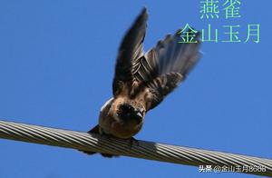Bird Question and Answer: Swallow