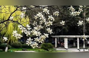 Fuzhou (Huandou) is Complete – Missing Those Spring Picnic Days