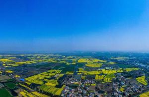 Drone-Shot Spring: The Fragrance of Oilseed Radish Blossoms