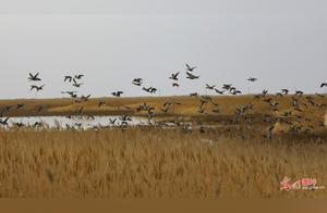 Bosten Lake, Xinjiang: A Bay of Birds and Sunset Bay