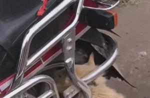 The Owner's Motorcycle Ride, the Dog Followed, and a Terrible Accident!