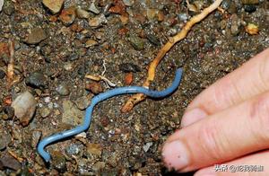 Australian Snake Catcher Encounters World's Smallest Snake, Mistaking It for an Insect!