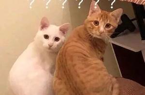 What Topics Would Dogs Talk About If They Had Weibo?