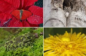 Top 10 Masters of Camouflage: 60-Second Challenge - Image 7 is Too Difficult
