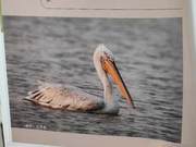 Birds of the Yellow River Delta – Pelicaniformes