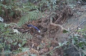 First Release! Wild Animal Monitoring Images of Fuzhou Guaxiangosuo Provincial Nature Reserve