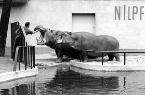 During World War II, Berlin Zoo Suffered Devastating Losses: 3000 Animals, 91 Surviving, Some Eaten by Soldiers