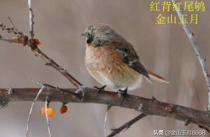 Bird Question Answer - Red-backed Redstart
