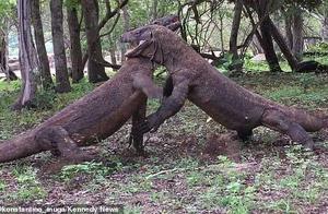 Rare Four Komodo Dragons Engage in Battle on Komodo Island, with Body Lengths Exceeding 2.4 Meters and Fierce Combat
