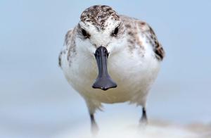 Spoon-billed Sandpipers, Birds with 'Spoons,' Look Like 'Ducks,' Carry Their 'Spoons,' and Are Endangered Species