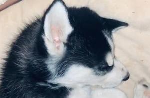 Husky's Recovery After Eating Medication Box, Relief for Owner!