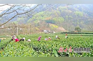 Wuleng: Beautiful Spring, Busy Tea Harvesters