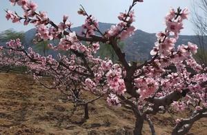 Fireworks in March on Mount Yi’an: Let’s Have a Spring Rendezvous!
