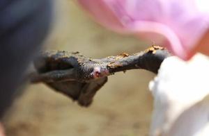 Grand River Panorama: 'Internet Celebrity' Trumpeter Swans Receive Extensive Care After Injury – 5-Hour Rescue Operation in Zhengzhou