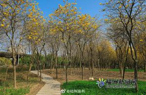 Amazing Transformation! Spectacular Bloom of Fuzhou Golden Rimes Juniper