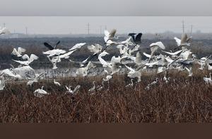 Spring Has Arrived: 'Hundreds of Birds Gathering to See the Phoenix' Flock Freely in Daxiang River Yellow River Wetland Nature Reserve