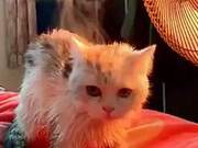 Cat Runs to 'Little Sun' to Warm Up, Surprisingly Smokes: Such an Ascending Pace!