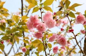 Baisha Mountain Meihu Scenic Area: Cherry Blossoms Bring Intense Spring