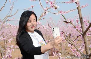 Loyang: 200-Acre Farm's Peach Blossom Bloom Attracts Tourists