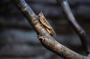 Saharan Locust Plague Causes Devastating Damage