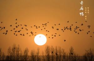 Spring Returns to the Ordos Earth, Tens of Thousands of Migratory Birds Like Fairies