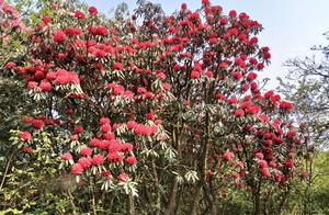 Azaleas in Bloom