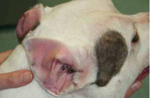 If a dog's ears develop black lumps, it may be suffering from a gland tumor, and in severe cases, surgical removal of the outer ear may be necessary.