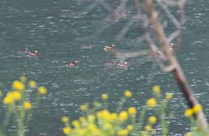 Warm Spring River, Hundreds of Mandarin Ducks Enjoying the Waters of Changhua Creek in Hangzhou