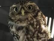 Owl 'Injured' Unable to Fly – The Reason is Embarrassing