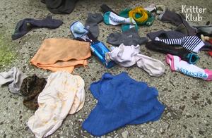 Clothes Stolen from Community! Surveillance Camera Cat Thief Caught