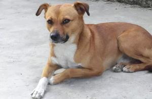 Why Do Rural Dogs Fear Butchers? How Do They Recognize It?
