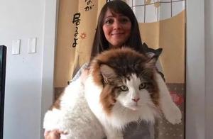 The Seller Claims This is the Largest Cat in the World, a Woman Was Shocked Two Years Later