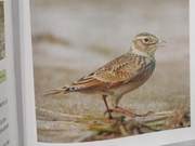 Yellow River Delta Birds – Little Sparrow