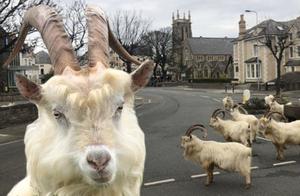 Goats: My Territory, My Rules