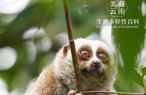 Biodiversity Encyclopedia: Colobus Monkey (Bee Monkey): Be Careful! This 'Sloth' is Poisonous