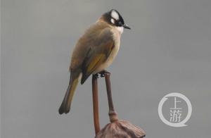 The ‘Four Great Kings’ of Chongqing Residential Communities: Besides the Sparrow, Do You Know the Others?