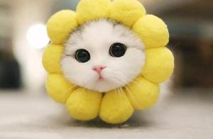 When Animals Become ‘Round,’ Do They Appear More Cute?