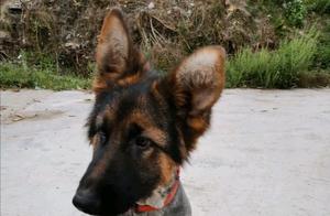 The Owner Gave the German Shepherd a New Hairstyle, Feeling Cold When Out Playing ("Bare-skinned" Definitely Felt the Cold)