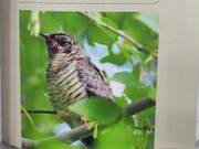 Birds of the Yellow River Delta – Cuckoo Order