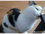 Cat Doesn't Return Home All Night, Owner Punishes It by Locking the Door, Its Expression Makes the Owner Laugh and Cry