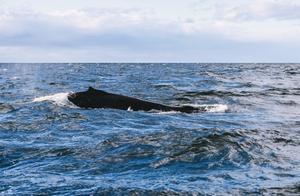 There's a Magical Small Town in Iceland Where You Can See Whales All Year Round, a Truly Stunning Sight