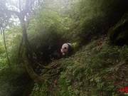 Giant Panda Discovered Again in Tangjiahe Nature Reserve of Sichuan Province (Fourth Time in a Year)