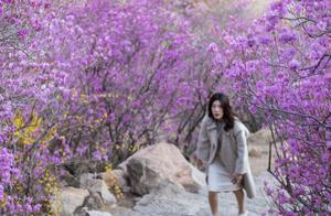 Qingdao’s Spring: A Rhododendron Bloom Begins, Ticket Price 40 Yuan