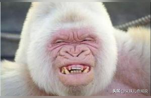 Mythical Animals in the Animal Kingdom: Have You Ever Seen White Orangutans, White Rhinos, and White Deer?
