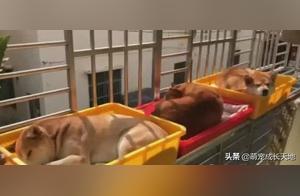 Three Dogs Sunbathing on the Balcony, Sterilizing and Warming Up – The Middle One Appears to Be Burnt