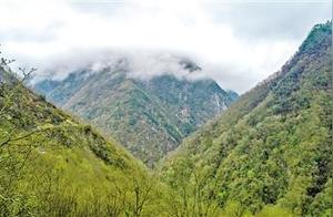 Gansu Tourism | Baihejiang Panda Forest Honey – A Gift from the National Nature Reserve