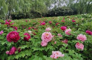 Luoyang: Celebrating the Blooming Days of Peonies in the Suiyang City Ruins Botanical Garden!