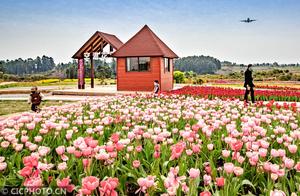 Chengdu, Sichuan: Flower Field Check-in Viewing Airplanes