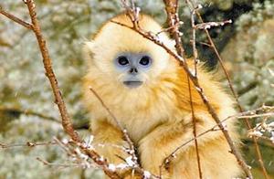 Maintaining Biodiversity, Protecting the Qinling Homeland: I am the 'Monkey King' of Qinling