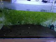 After Three Months, Peacock Cichlids Begin Mass Production; Why Didn't They Produce Before?